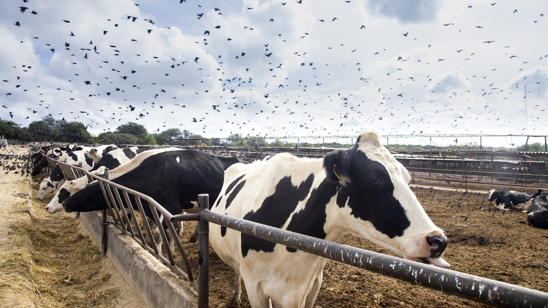 More than half a dozen black-and-white cows graze inside a fenced enclosure on a farm in Mexico as birds fill the partly cloudly sky above.
