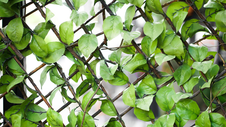 Lattice covered with artificial ivy.