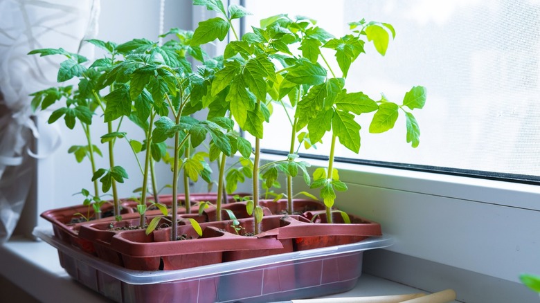 Seedlings growing by window indoors