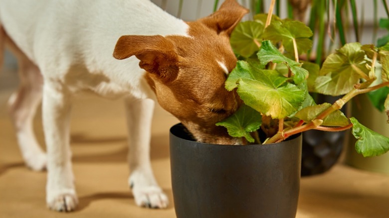Dog sniffing around potted plant