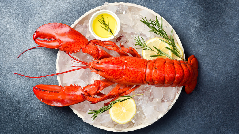 Cooked lobster on a plate of ice with herbs and lemon