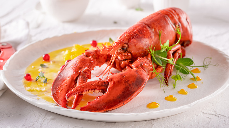 Plated lobster with sauce and herbs
