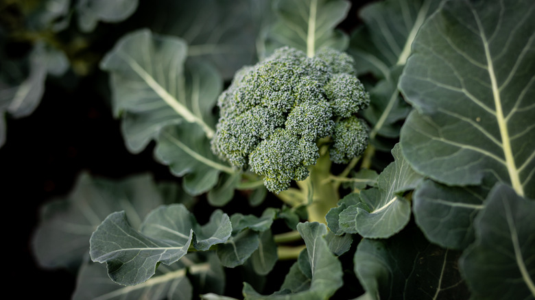 broccoli plant