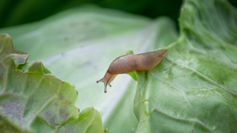 A slug on a cabbage leaf in a garden.