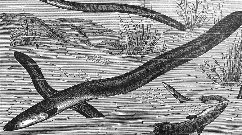 19th century illustration of European eels