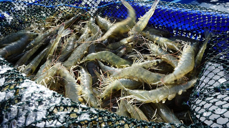 newly harvested shrimp placed in an ice box to preserve freshness