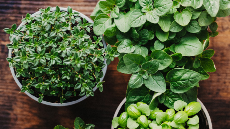 Fresh, potted herbs