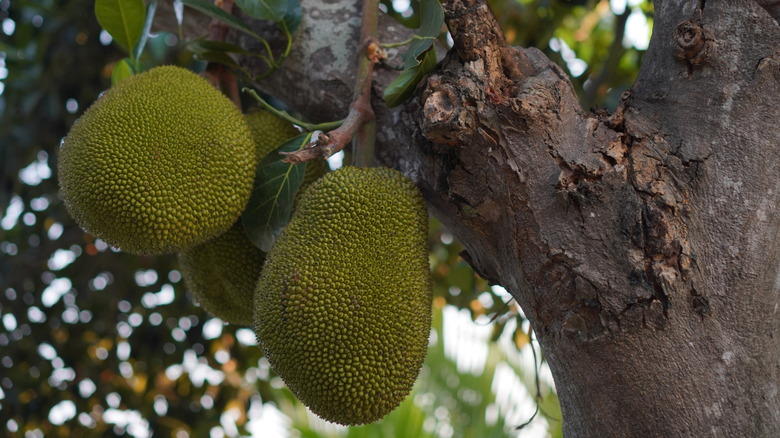 Three large, green jackfruit hanging from a tree.