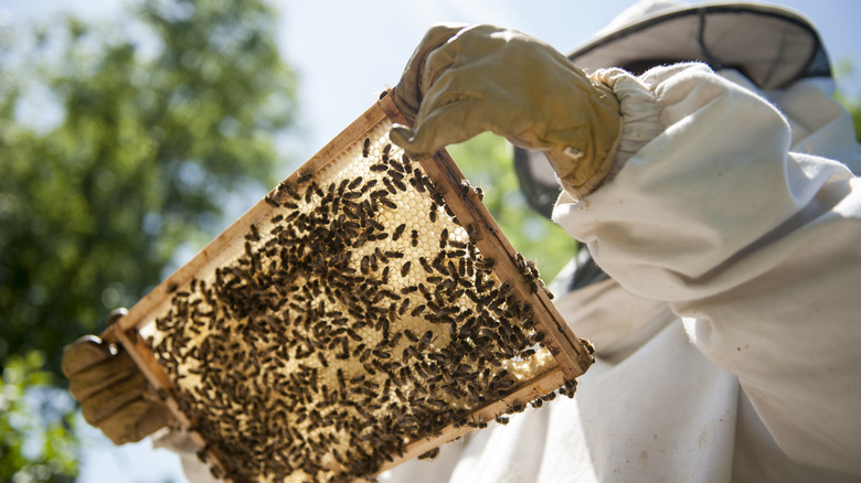 beekeeper handling a wooden screen covered in bees