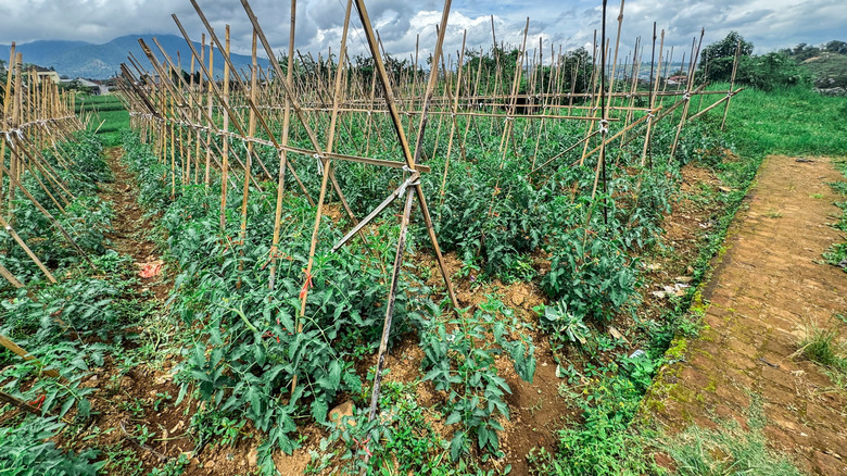 A field of tomatoes tied up with bamboo stakes