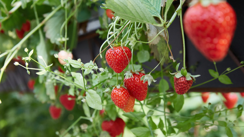 A selective focus shot of juicy ripe strawberries on a plant