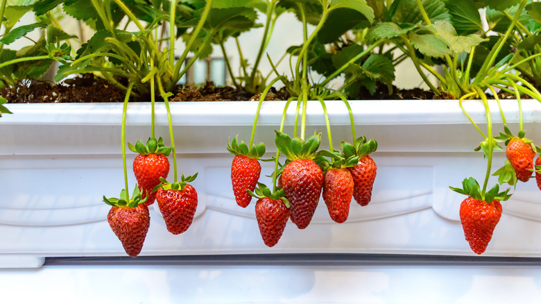 Close-up of ripe red strawberries hanging from green plants in a white planter
