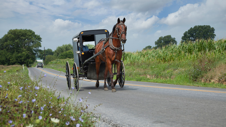 Amish horse and buggy on a paved road