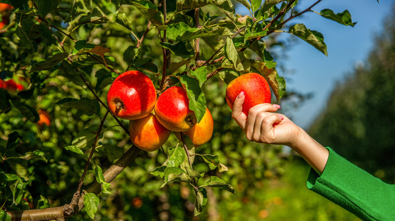 person picking apple from tree