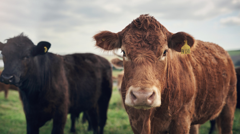 Two cows standing in a field