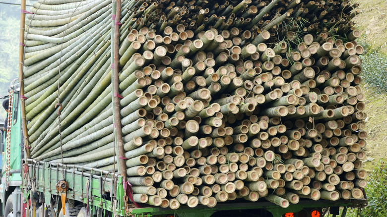 A truck stacked high with harvested bamboo stalks.