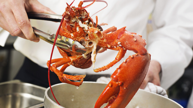 person putting a lobster in a pot of water