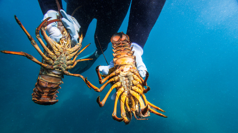 A diver holding two live lobsters in the water