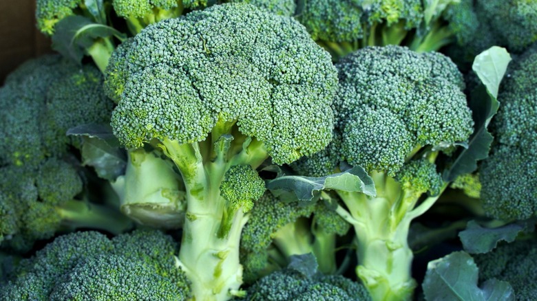 A pile of fresh broccoli heads