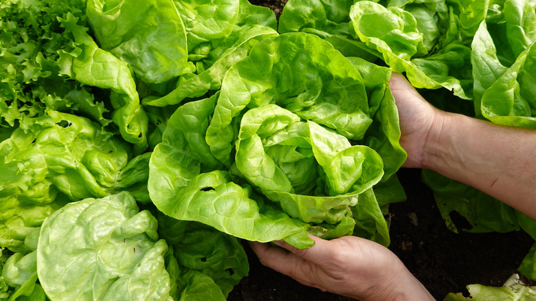 Hands hold a head of butter lettuce