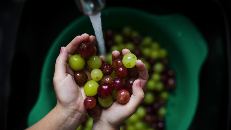child's hands holding mixed grapes over a faucet