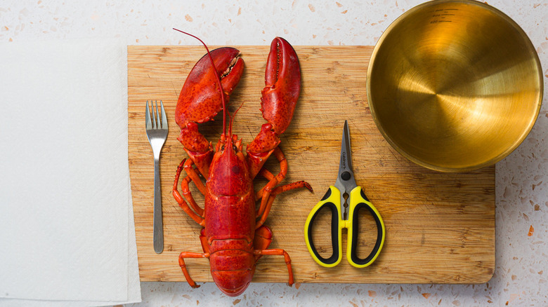 Lobser, shears, paper towels, fork, bowl on cutting board