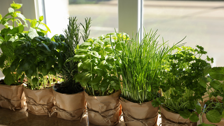 A row of herbs growing in planters in front of a window.