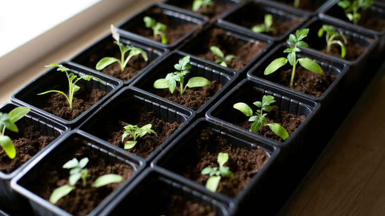 Rows of tomato seedlings in black containers