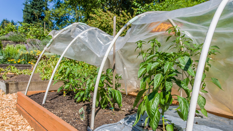 Raised bed covered in hoops and partially open clear plastic sheeting