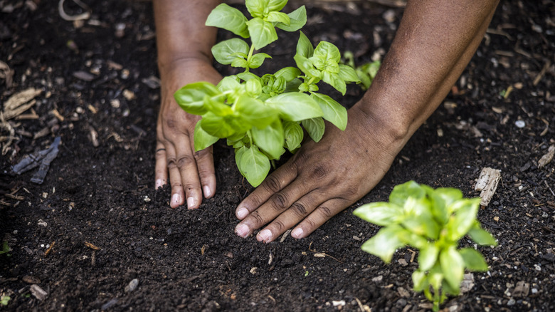 Woman's hands patting soil around newly planted basil