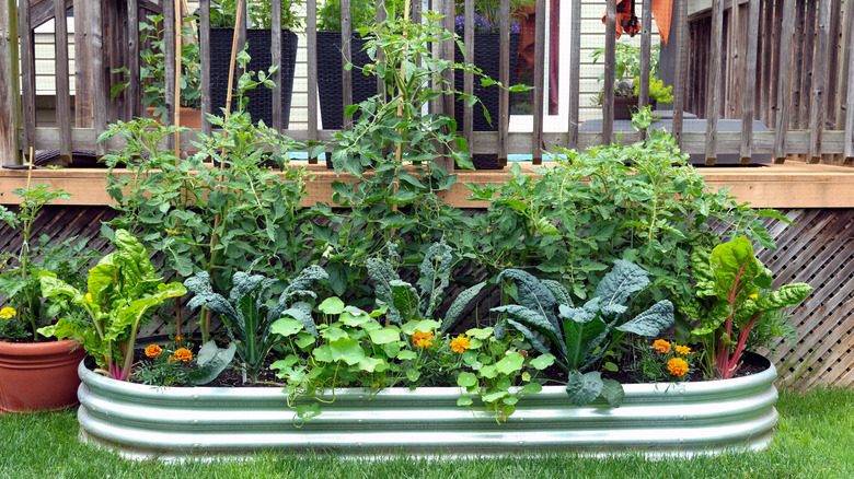 Galvanized steel raised bed with vegetables and flowers