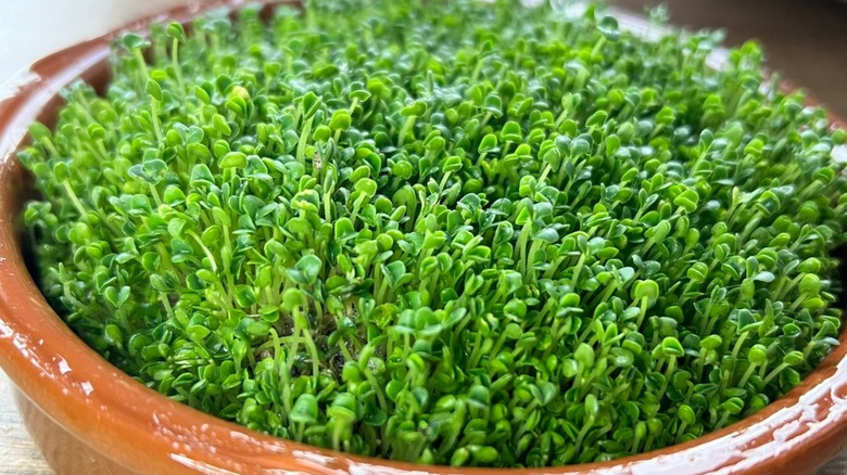 An illustrative image showing sprouted chia seeds.
