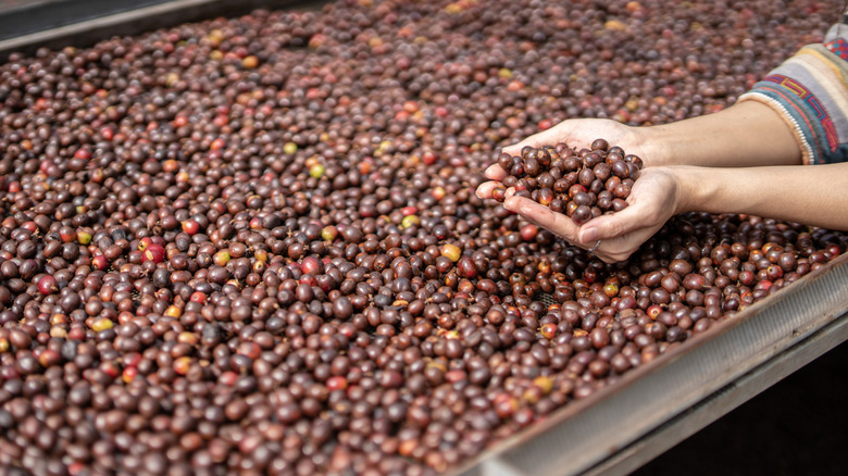 Drying coffee berries in the sun
