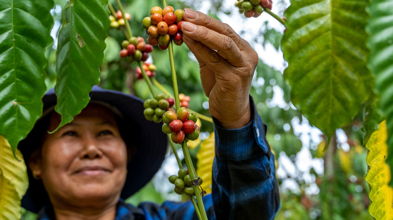 A woman harvesting coffee berries