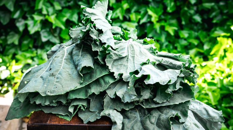 freshly harvested collard greens