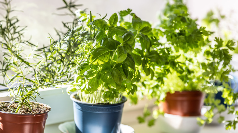 assorted fresh herbs in pots