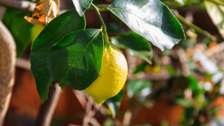 Lemon tree with ripening fruit