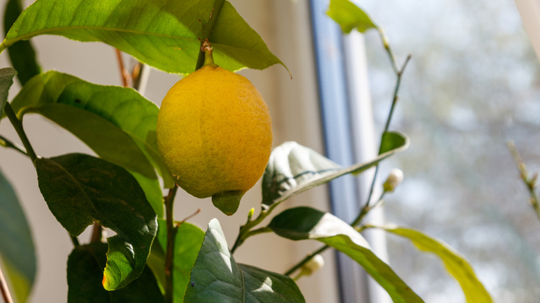 Lemon tree near a window