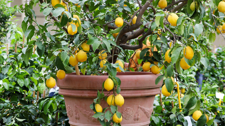 Fruiting lemon tree growing in a pot