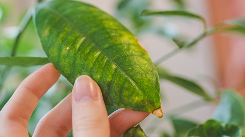 Lemon tree leaf with pest damage