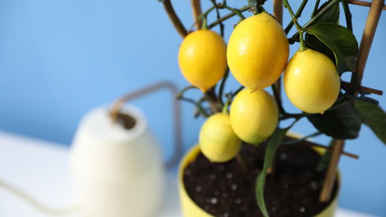 Potted lemon tree with watering can