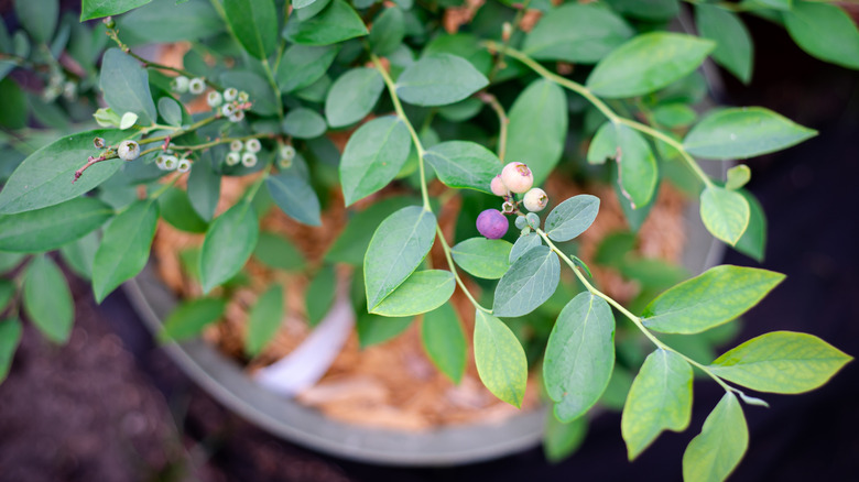 Top view of a blueberry bush in a container