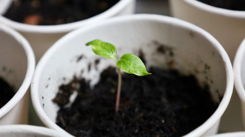Cherry tree seedling in a plastic cup