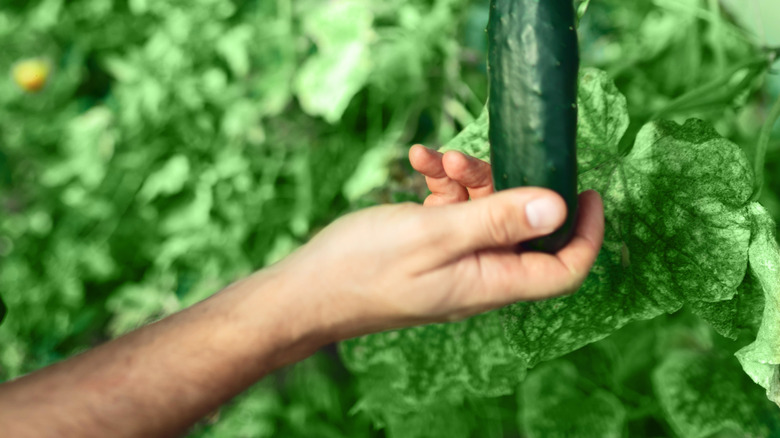 Cutting a cucumber from a plant