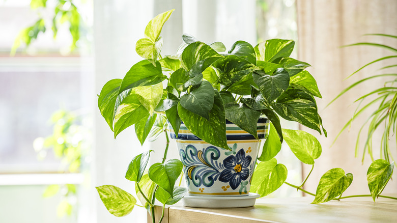 pothos houseplant in a flower pot