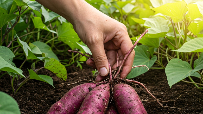 pulling up sweet potatoes with roots and vines