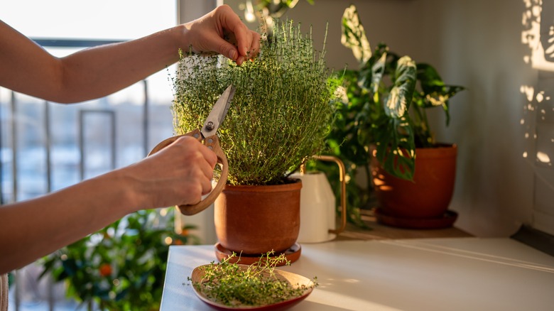 A person's hands are seen snipping a potted thyme plant in a kitchen.