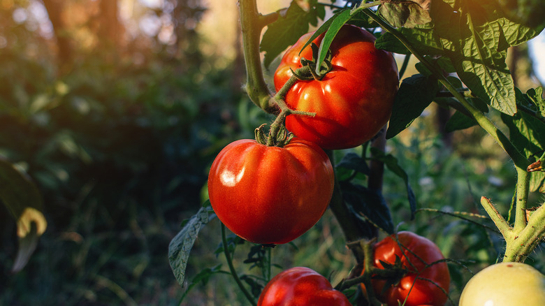 Shiny red tomatoes in a garden.