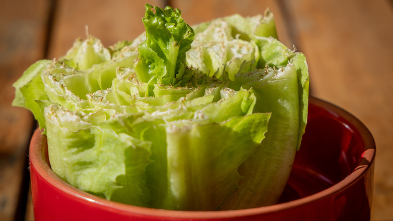 lettuce regrowing from the base