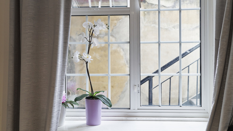white window trim with purple orchid pot and brown curtains